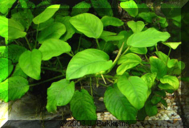 Anubias barteri